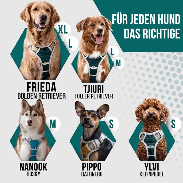Dog & Dress hochwertige Hundegeschirr Kollektion 
