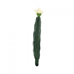 Kaktus mit Blüte weiß/grün 23 cm