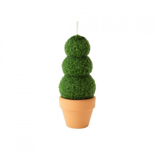 Kerze Buchsbaum im Topf 6 x 13 cm