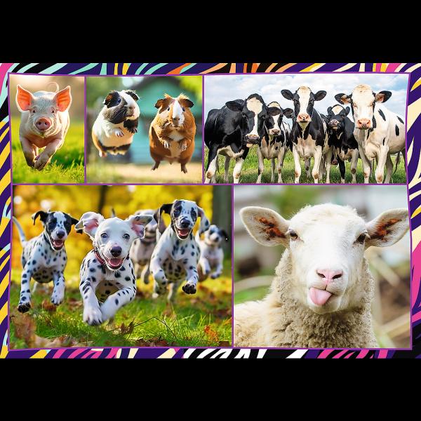 Lustige Tiere - Puzzle 4 x 250 Teile