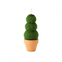 Kerze Buchsbaum im Topf 6 x 13 cm