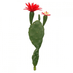 Scheibenkaktus mit Blüte rot/grün 22 cm