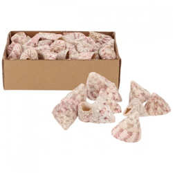 Dekoration Muscheln Barnacle 380 gr