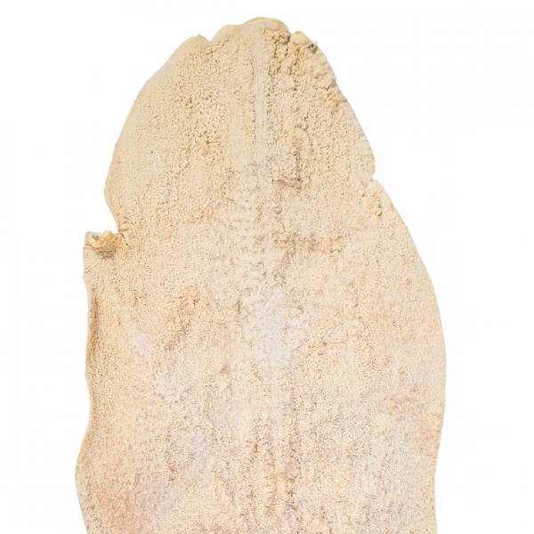 Künstliches Palmenblatt beige 103 cm