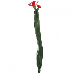Kaktus mit Blüte rot/grün 35 cm