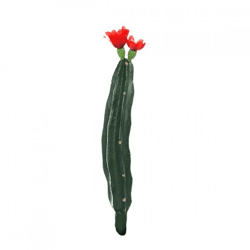 Cactus with flower red/green 23 cm