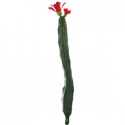 Kaktus mit Blüte rot/grün 35 cm