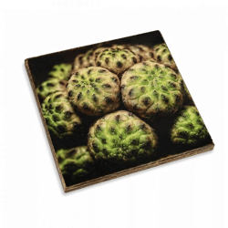 Untersetzer Kaktus Mammillaria compressa Holz 10 x 10 cm