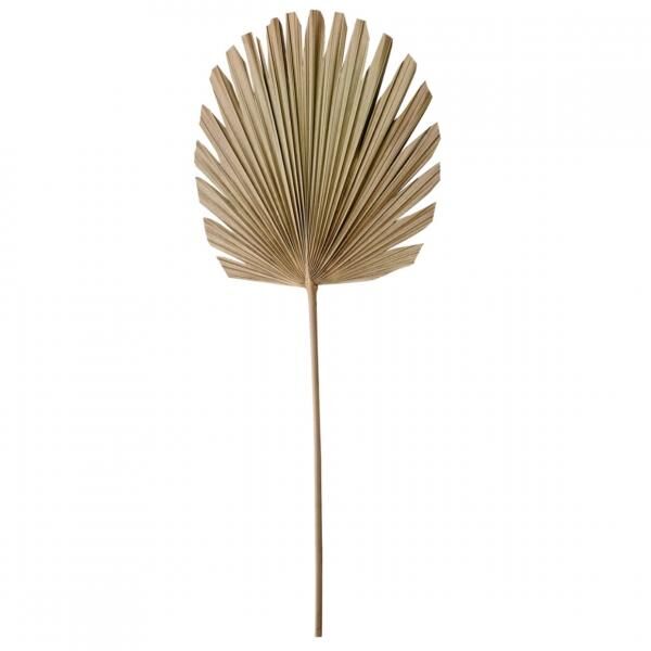 Licht und Leben Blatt Plantae natürlich 103 cm