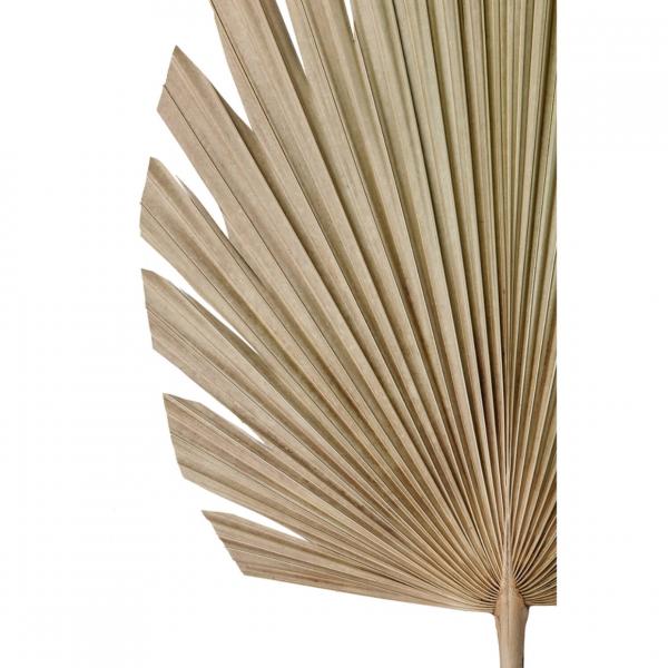 Licht und Leben Blatt Plantae natürlich 103 cm