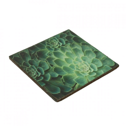 Untersetzer Schmalzpflanze Echeveria Holz 10 x 10 cm