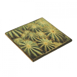 Untersetzer Kaktus Euphorbia horrida Holz 10 x 10 cm
