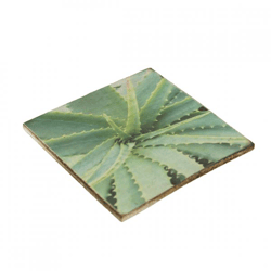 Untersetzer Sukkulente Agave montana Holz 10 x 10 cm