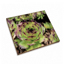 Untersetzer Sukkulente Agave victoria Holz 10 x 10 cm