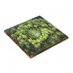 Untersetzer Sukkulente Agave victoria Holz 10 x 10 cm