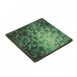 Untersetzer Schmalzpflanze Echeveria Holz 10 x 10 cm