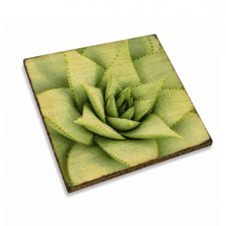 Untersetzer Sukkulente Opuntia subulata Holz 10 x 10 cm