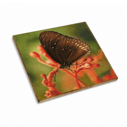 Untersetzer Schmetterling Argus Schmetterling Holz 10 x 10 cm