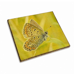 Untersetzer Schmetterling aurelia Holz 10 x 10 cm