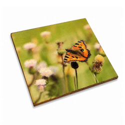 Untersetzer Schmetterling Distel Schmetterling Holz 10 x 10 cm