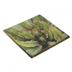 Untersetzer Kaktus Euphorbia morrida Holz 10 x 10 cm