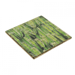 Untersetzer Kaktus Euphorbia tetra Holz 10 x 10 cm