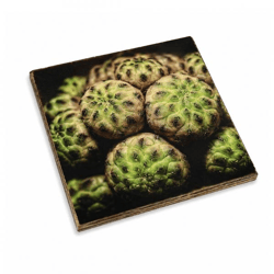 Untersetzer Kaktus Mammillaria compressa Holz 10 x 10 cm