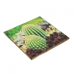 Untersetzer Kaktus Echinocactus grusonii Holz 10 x 10 cm