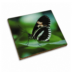 Onderzetter Vlinder aurelia hout 10 x 10 cm