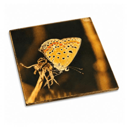 Untersetzer Schmetterling aurelia Holz 10 x 10 cm