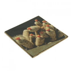 Untersetzer Kaktus Trichoc terschechii Holz 10 x 10 cm