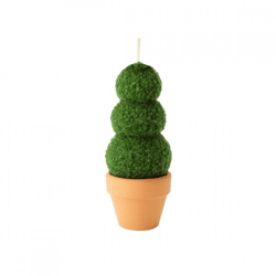 Kerze Buchsbaum im Topf 6 x 13 cm
