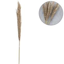 Trockenzweig Pampas natur 135 cm