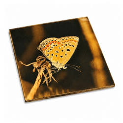 Untersetzer Schmetterling aurelia Holz 10 x 10 cm