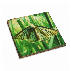 Untersetzer Schmetterling Baum grün Holz 10 x 10 cm