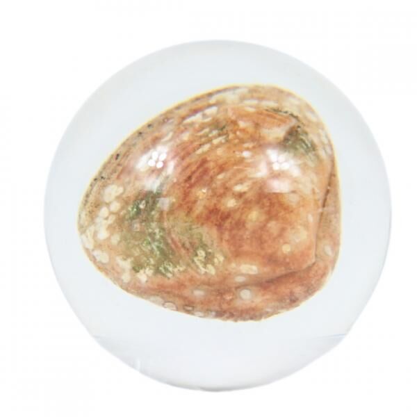 Muschel in transparenter Kugel 4,5 cm