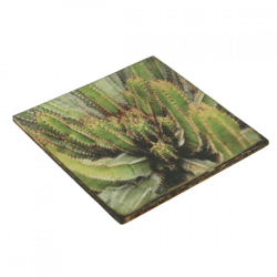 Untersetzer Kaktus Euphorbia morrida Holz 10 x 10 cm