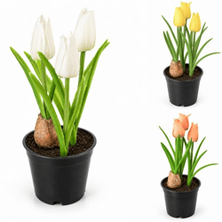 Boltze Kunstpflanze im Topf „Tulpe“, 20 cm, 3er-Set, sortiert