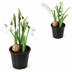 Boltze Kunstpflanze im Topf „Frühling“, weiß, 20 cm, 2 Stück, sortiert