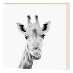 Decorative picture, giraffe, 15x15 cm