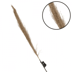 Parlane pampas grass natural 120 cm