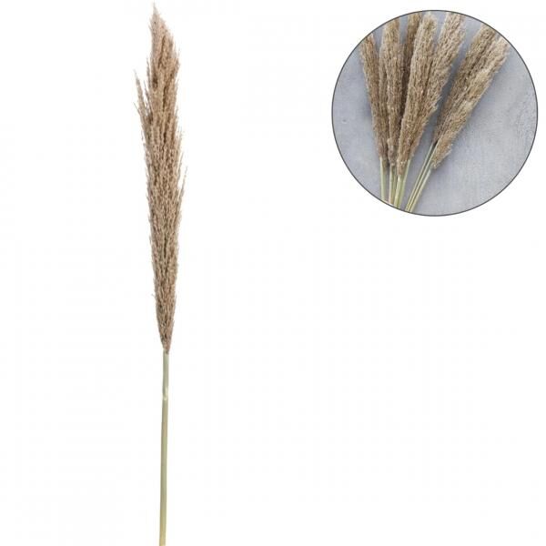 Trockenzweig Pampas natur 135 cm