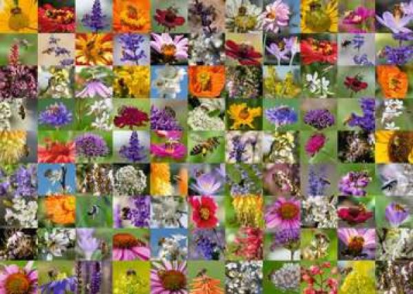 99 Bienen - Puzzle 1000 Teile