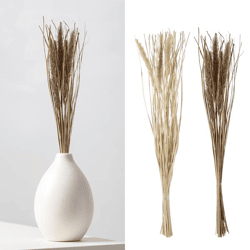 Dried flower Foxtail, bunch, 2/s, approx. 85-90cmH