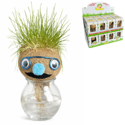 Graskop gezicht plantje in vaas 12 cm 4 assorti