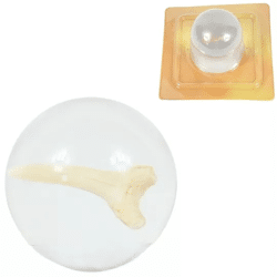 Shark tooth in transparent sphere 4.5 cm