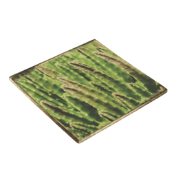Coaster Cactus Euphorbia erytrea wood 10 x 10 cm