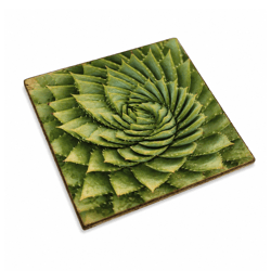 Onderzetter Vetplant Agave victoria hout 10 x 10 cm