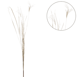 Droogtak Pampas naturel 150 cm