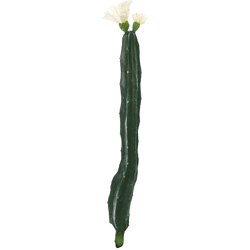 Cactus met bloem wit/groen 35 cm